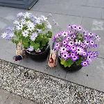 Amy's